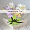 Cattleya Orchid Assortment Box Nov. 2023 - 24 Plants