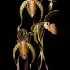 Paph. Booth's Sand Lady